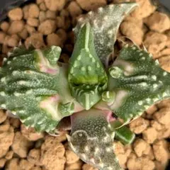 多肉植物 フォーカリア 獅子波(国内繁殖苗です)のサムネイル