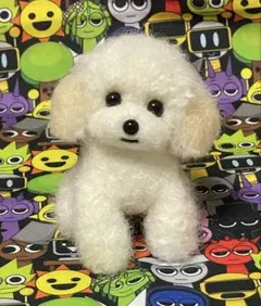 送料込み♡トイプードルアプリコットちゃん♡伏せポーズ。 トイプードル編みぐるみ（植毛）犬 【伏せポーズ】淡いアプリコット