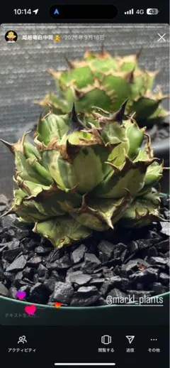 2026年最新】姫厳竜白中斑の人気アイテム - メルカリ