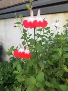 YMCA様 リクエスト 2点 まとめ商品