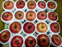 贈答用 サンふじ １０ｋｇ 岩手県産 減農薬 ギフト ご家庭用としても！