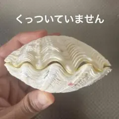 沖縄県産】夏休みの工作に！貝殻 シャコガイの殻（片面）2個① - メルカリ