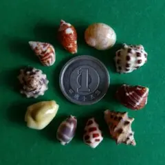 貝標本キキョウニシ（蓋付） 貝 標本 20 トサキキョウニシ エクセプショナル｜科学、自然