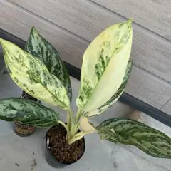 風水 おしゃれ 観葉植物 【タグ付き】　アグラオネマ　ピクタム　ソロモン アグラオネマ  ピクタム その他観葉植物