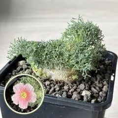 【Mff血統】 実生 サルコカウロン ペニクリナム モンソニア ペニクリナのサムネイル