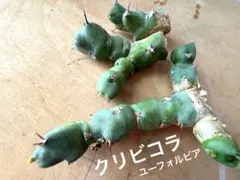 ☆全部☆ユーフォルビア　グラビコラ　クリビコラのサムネイル