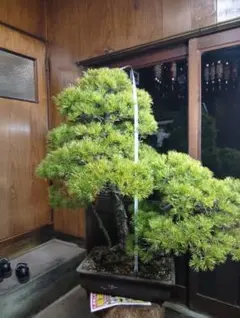 赤松『樹高約200㎝〜』引き取り限定。配達別料金、植込み無料❗️最終