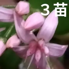 金のなる木３苗　花月桜のような薄いピンクの星形花『桜花月』自然のまま育てていますのサムネイル