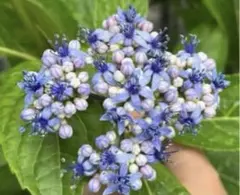 蒼の瞳(ブルー)②のサムネイル