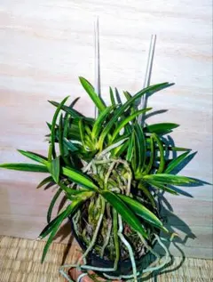 【♪残暑御見舞特別奉仕商品♪】富貴蘭　牡丹錦の子（最高柄！） ♪残暑御見舞特別奉仕商品♪】富貴蘭 牡丹錦の子（最高柄！） - メルカリ