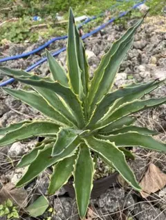 2026年最新】アガベ・デスメティアナの人気アイテム - メルカリ