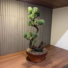 希少樹形❗️】一点物 五葉松 盆栽 曲幹・輪幹 樹齢感抜群 BONSAI