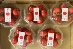 さくらんぼ4種 食べくらべセット➁ 紅てまり、紅きらり、やまがた紅王 
