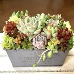 多肉植物寄せ植え　スクエアポット　グレー　そのまま飾れる