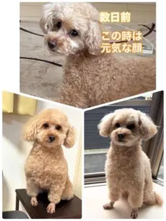 わんこ　写真