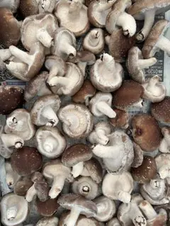 上州まいたけ（菌床まいたけ）500g 群馬県産 - メルカリ 上州まいたけ（菌床まいたけ）１kg 群馬県産