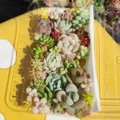 多肉弁当　多肉寄せ植え　エケベリアセット　セダムセット