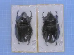 最後の在庫 ペルー産 ギガンテウスシワバネクワガタ 72mm 42mmペア