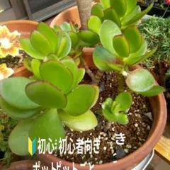 縁起物【ポットごと】金のなる木 花月のサムネイル