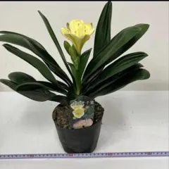 2026年最新】クンシランの人気アイテム - メルカリ