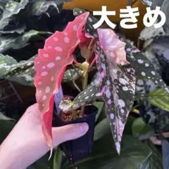 【鉢ごと発送】ベゴニアマクラータ 斑入り【茎まで斑入り】 鉢ごと発送】ベゴニアマクラータ 斑入り【茎まで斑入り】 - メルカリ