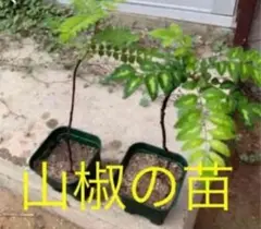 山椒の苗 3セットのサムネイル