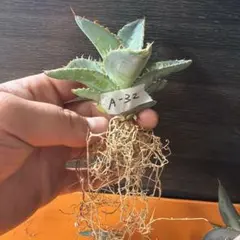 2026年最新】アガベ チタノタ 実生の人気アイテム - メルカリ