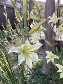 Latte様 リクエスト 2点 まとめ商品