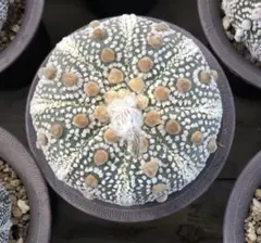 2026年最新】兜丸の人気アイテム - メルカリ