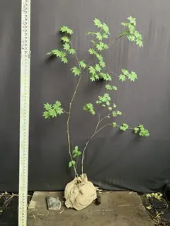 2026年最新】コハウチワカエデ 山採りの人気アイテム - メルカリ
