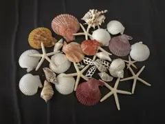 貝殻セット　ハンドメイド用