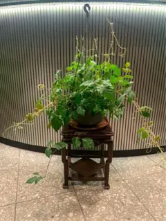 イチジク　盆栽　半懸崖　実有り　無花果　樹高37㎝ イチジク 盆栽 半懸崖 実有り 無花果 樹高37㎝ - メルカリ