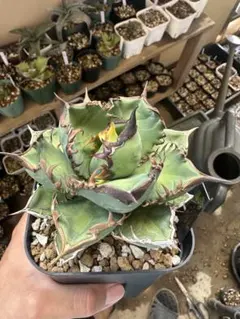 まさし実生（オテロイ実生） アガベ オテロイ 沖縄実生 | mana's farm:塊根植物・アガベ