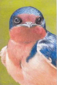ツバメさん〔ハガキサイズ〕色鉛筆画