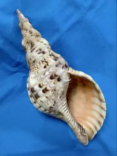 法螺貝 約24cm ホラガイ ホラ貝 ほら貝 ほらがい 螺貝 貝殻 貝 標本
