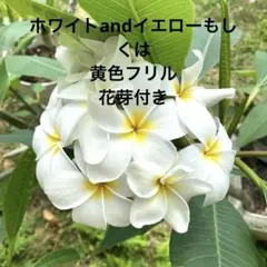 2025年最新】プルメリア 挿し木の人気アイテム - メルカリ