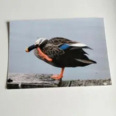 【即購入可能】L版カルガモの写真