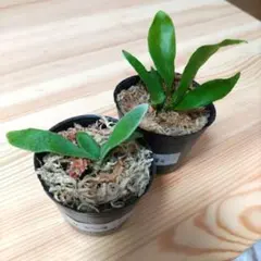【速達】ビカクシダ　マセラティ　ビーチー　チビ苗　④のサムネイル
