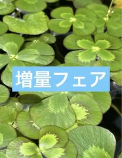 完全無農薬　ウォータークローバー　20cm〜2本入りのサムネイル