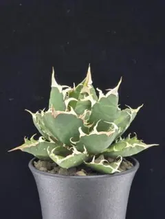 引き取り限定 渋谷 親株アガベ5個 鉢ごと アガベ | STORES