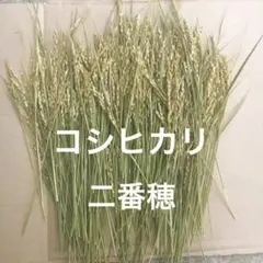 稲穂　二番穂　200本　令和7年産