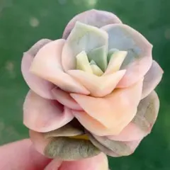 MiMi様 リクエスト 3点 まとめ商品