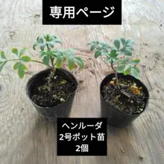 NS☆C様専用　ヘンルーダ　2号ポット苗2個