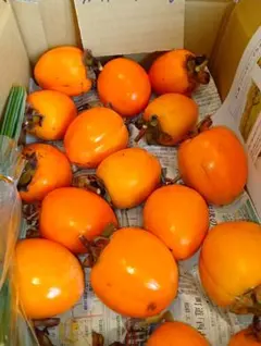 商品No.77 干し柿用愛宕柿 Mサイズ56個 10kg