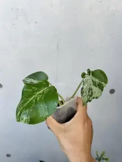 シワ葉あり‼️】モンステラ デリシオーサ バルバソー フシギダネ