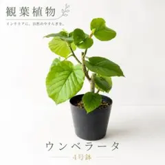 フィカス ウンベラータ 4号鉢 観葉植物のサムネイル