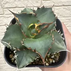 ②白鯨子株のサムネイル