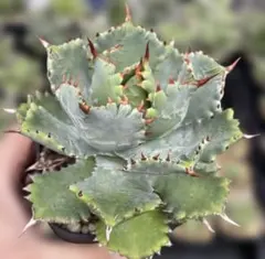多肉植物 アガベ チタノタ ゼウス（Zeus）子株 - メルカリ