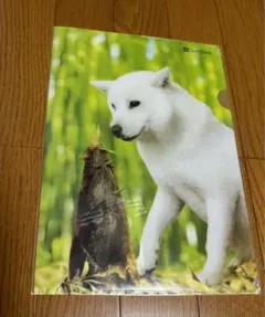 SoftBank 白い犬 クリアファイル A4サイズ