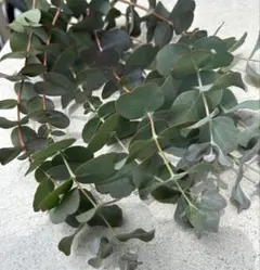 ユーカリ出品 ユーカリ「銀世界」入荷 | H a n a G o k o r o ﾊ ﾅ ｺﾞ ｺ ﾛ